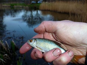 Lots of these small uns - but bigger fish lurk