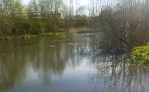 Agecroft Pond - Minnow City