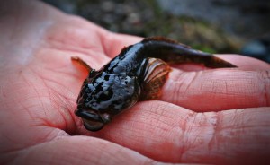 River Goyt Bullhead