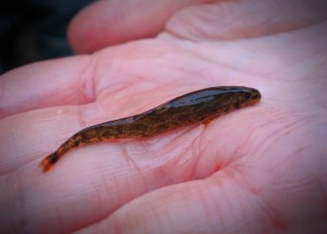 River Goyt Stone Loach