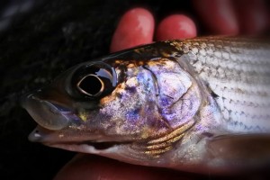 River Goyt Grayling