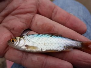 Canal Fishing