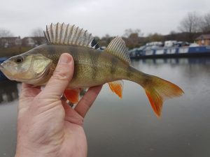 Marina Perch