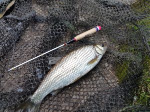 An Irwell Dace