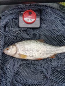 Shropshire Union Canal Roach