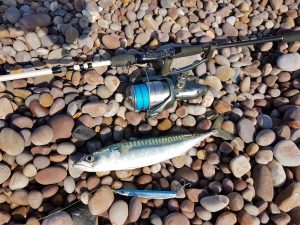 Budleigh Salterton Mackerel