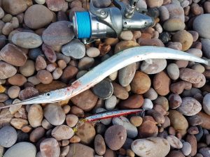 Budleigh Garfish