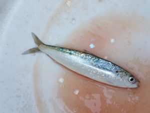 Brixham Pilchard