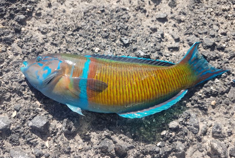 Shore jigging in Fuerteventura