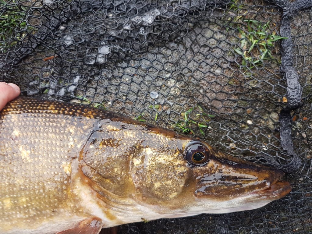 Rochdale Canal Pike