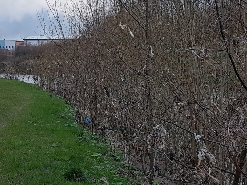 Little gifts left hanging in the wind - nesting material for our rapidly declining bird population 