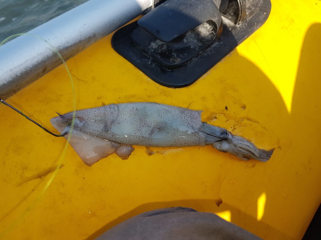 Squid on a Pennel Rig