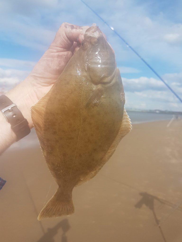 A Very Welcome Flounder