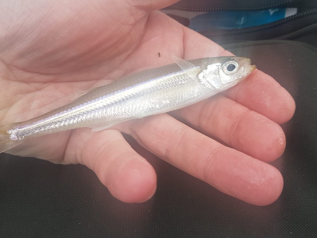 My First Sand Smelt