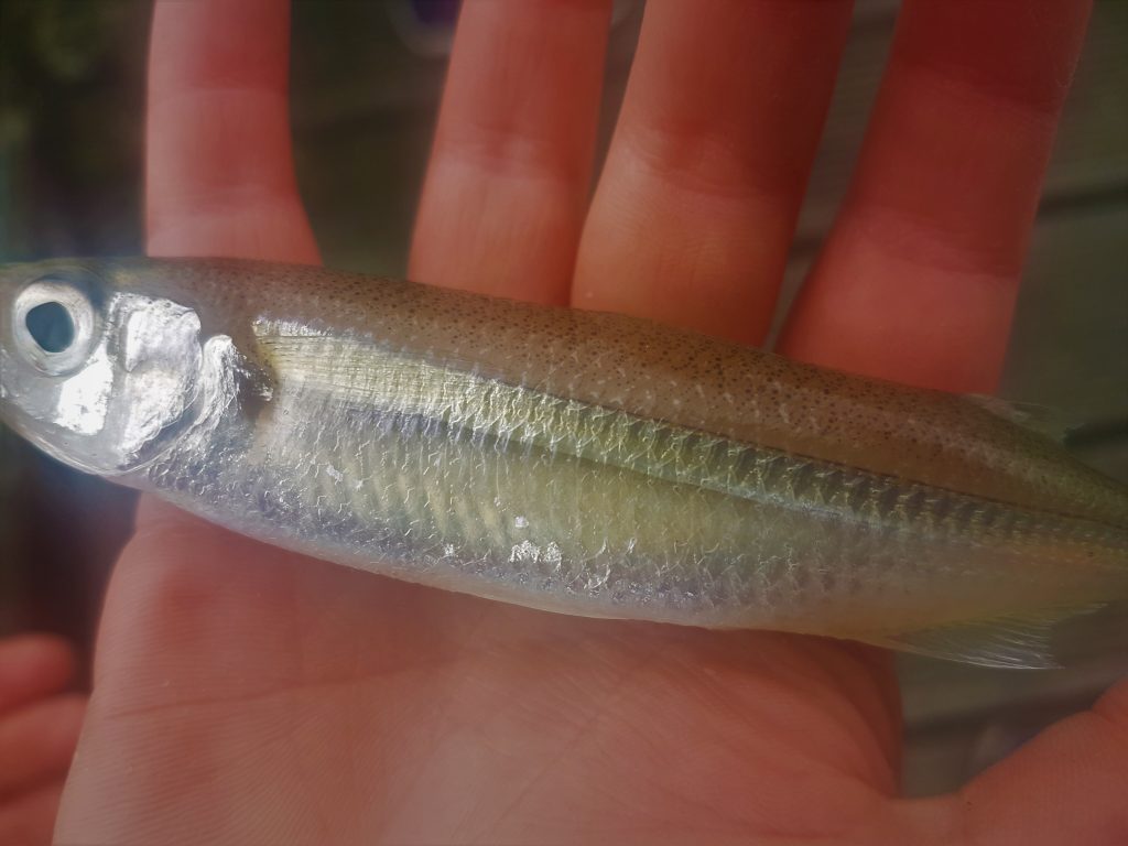 Sand Smelt Fish