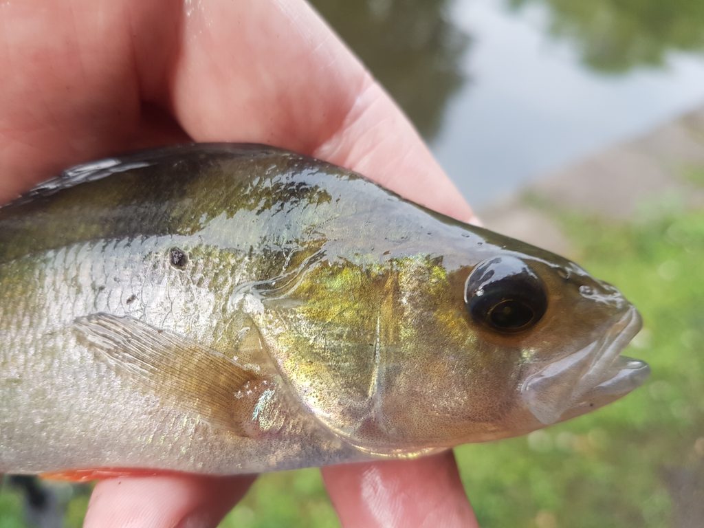 Ashton Canal Perch