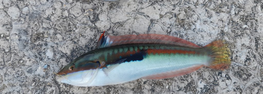 Rainbow Wrasse