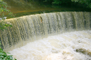 Mersey Salmon