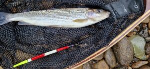 Huddersfield Grayling
