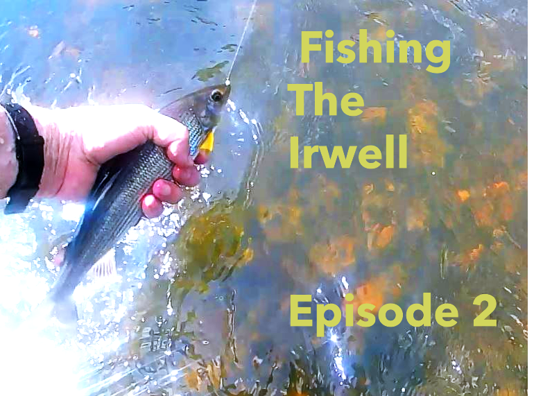 Trout and Grayling from the River Irwell